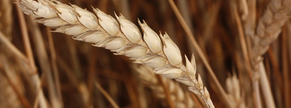 Żniwne pogotowie cenowe: Ceny zbóż spadają