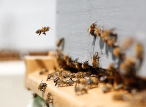 Miliony pszczół padło pod Turkiem. Prokuratura bada dlaczego