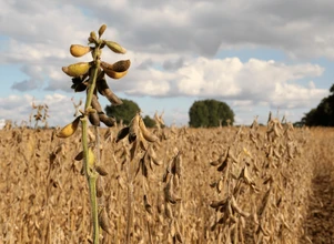 USDA: jeszcze więcej soi zbierze Brazylia