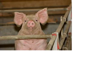 Rynek tuczników: wreszcie coś drgnęło z cenami świń