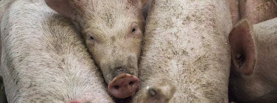 Gniew brytyjskich hodowców świń