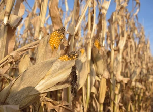 Raport IGC: świat potrzebuje ponad 1,2 mld t kukurydzy!