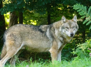 Czy wilki pomogą w walce z ASF?