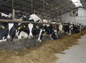 Stres cieplny u bydła przyczyną spadku produkcji – jak zapobiegać?