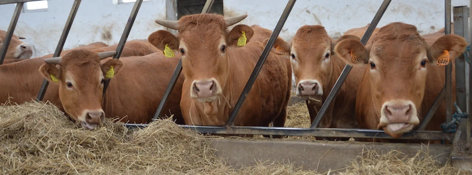 PZHiPBM wnosi o zmiany w pomocy dla hodowców bydła mięsnego dot. COVID-19