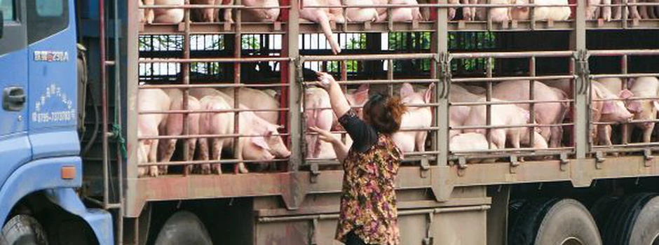 Wzloty i upadki produkcji świń w Chinach