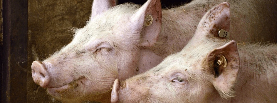 Afrykański pomór świń na Ukrainie: Ile ognisk, jakie metody zwalczania i bioasekuracji?