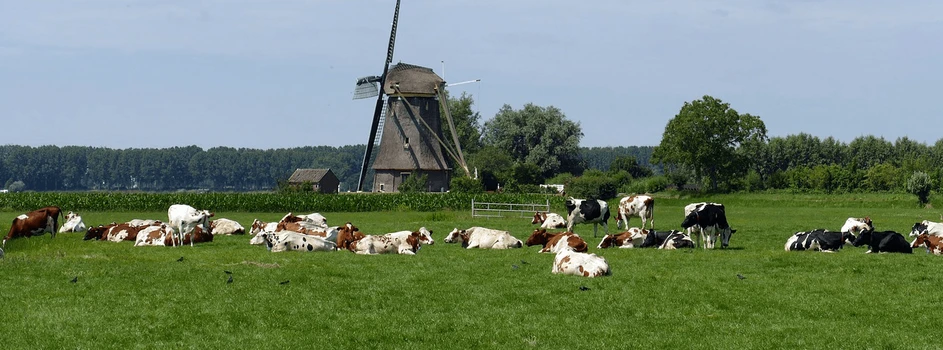 Ewolucja w holenderskim rolnictwie. Chcą zmniejszyć liczbę zwierząt gospodarskich o 1/3