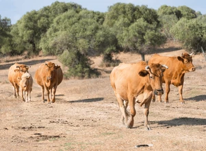 Hiszpania: zakaz rozwoju dla hodowli zwierząt