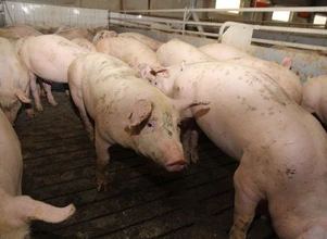 Spadek liczby stad świń – zobacz najnowsze dane!