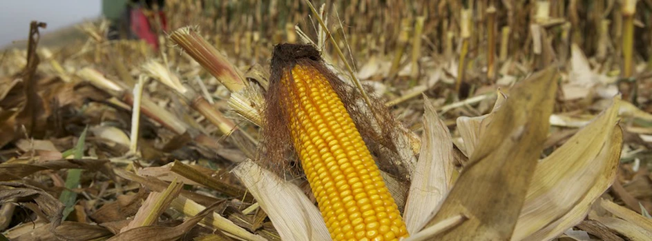 Zaskakujący finisz kukurydzianych żniw