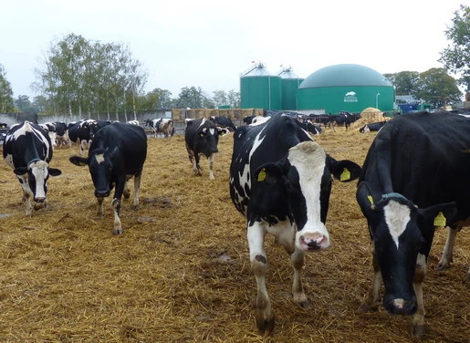 biogazowna rozpocznie prodykcję energii z obornika od 100 krów mlecznych