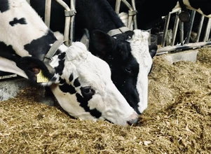 Rosnące ceny pasz zachwieją rynkiem mleka?