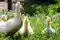 23. ognisko grypy ptaków - blisko 30 tys. kaczek do utylizacji