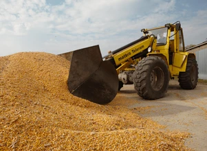 Rynek zbóż: Kukurydza trzyma się mocno, rosną oczekiwania cenowe