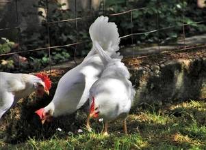 Dolnośląskie – grypa ptaków na fermie niosek