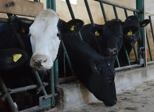 Ceny bydła – rośnie zapotrzebowanie na jałówki