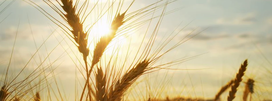 Rynek zbóż: Europejscy rolnicy coraz bardziej zaniepokojeni przyszłością produkcji