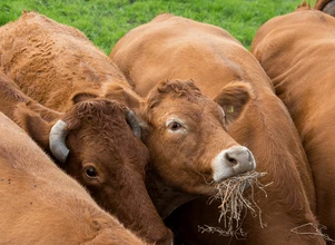 Ceny bydła: oficjalnie 19 zł/kg w wbc, a nieoficjalnie?