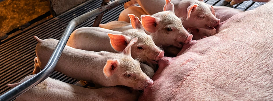 Jeszcze ponad 2,5 tys. hodowców świń czeka na wypłatę pomocy