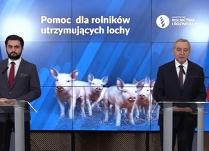 1000 zł do każdej lochy! - Nowy program pomocy dla producentów świń