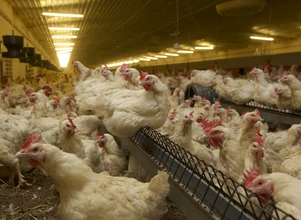 Odszkodowania za ptasią grypę – na co mogą liczyć hodowcy?