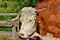 Rolnik zaatakowany przez 700-kilogramowego byka! 13-latek ruszył na ratunek