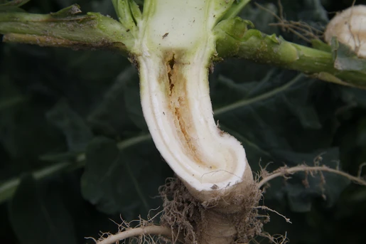 Zgorzel środkowej części korzenia – niedostateczne odżywienie roślin borem.