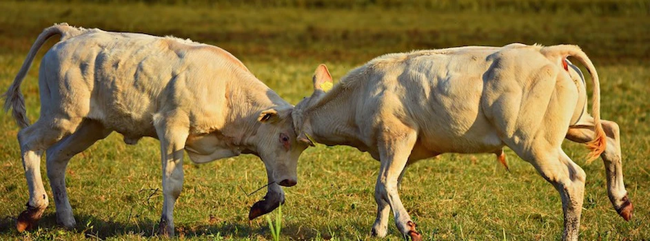 Ceny bydła – mniejszy ubój, handel stoi