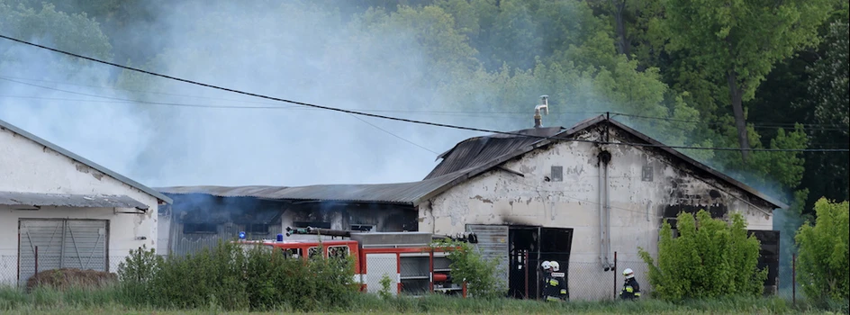 Wielkopolska: Gigantyczny pożar chlewni w Więckowicach – zginęło 2 tys. świń!