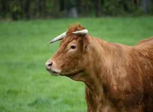 700-kilowy byk zaatakował rolnika. Od śmierci uratował go 13-latek!