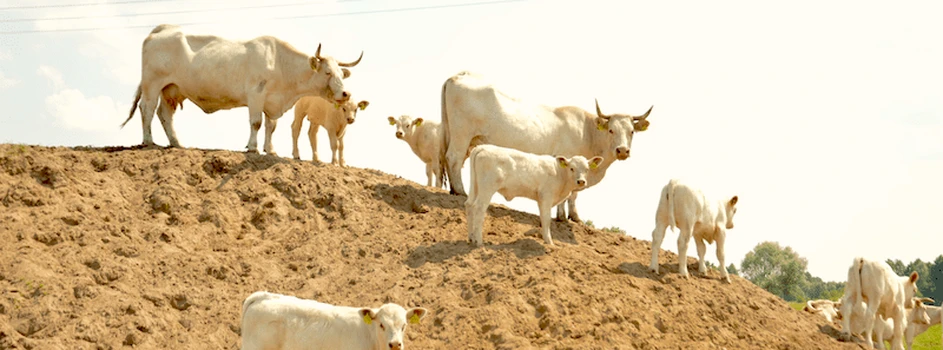 Ceny bydła – najwyższe stawki za byki od lat!