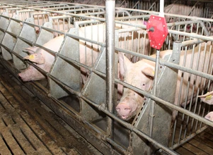 Lignoceluloza w diecie świń: dlaczego warto na nią postawić?