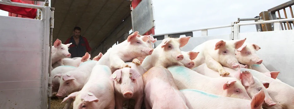 Rynek świń: Huśtawka cen tuczników