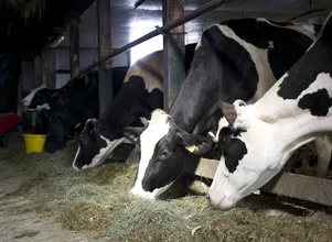 Skup bydła: Krowy mogą jeszcze podrożeć
