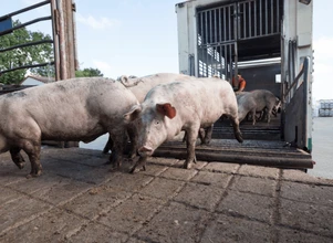 Rynek świń w zapaści, ceny tuczników najniższe od pół roku