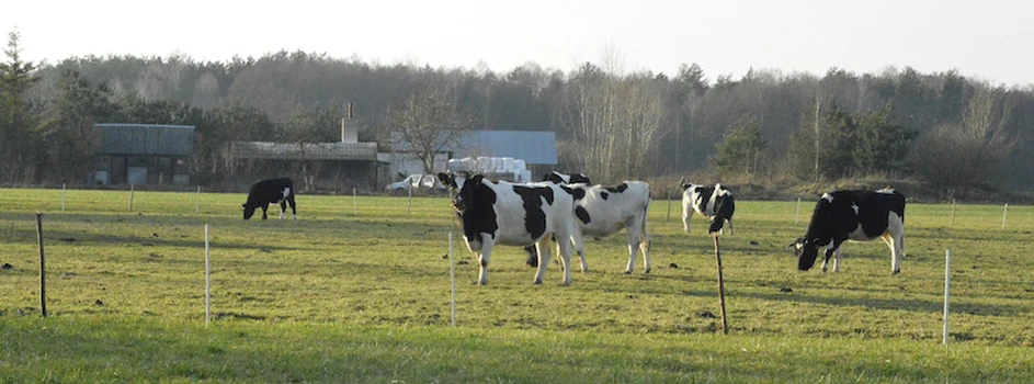 Lubuskie: 350 tys. zł na likwidację stada bydła