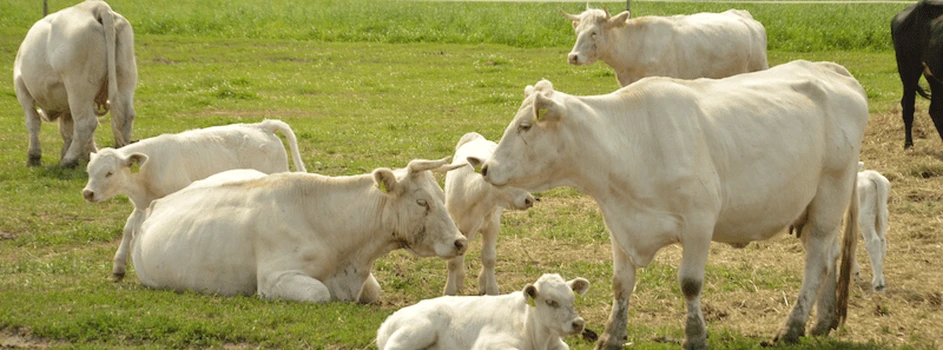 Ceny bydła – brakuje krów?