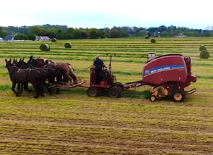 Takie rzeczy tylko w Ameryce – zobacz jak Amisze zbierają sianokiszonkę!