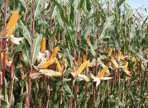 Krajowy rejestr bogatszy o 36 nowych odmian kukurydzy