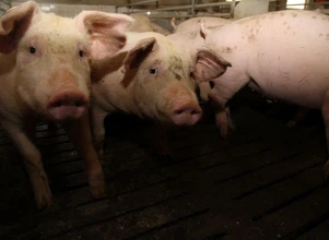 Nadal źle na rynku świń - jakie stawki za tuczniki w tym tygodniu?