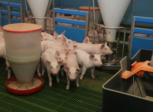 Czy mączki obniżą koszty żywienia świń?