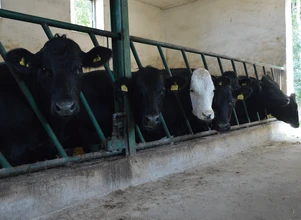 Ceny bydła – stawki za byki w dół, krowy w górę!
