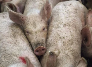 Wirus ASF w Hongkongu pierwszy raz od 2 lat. 3 tys. świń do wybicia