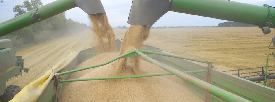 Rynek zbóż: „osiemsetki” coraz częstsze