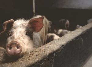 Rzekomi obrońcy praw zwierząt wtargnęli do chlewni i zranili świnie