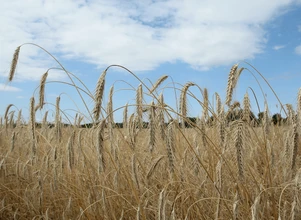 Letni raport IGC neutralny dla zbóż i soi