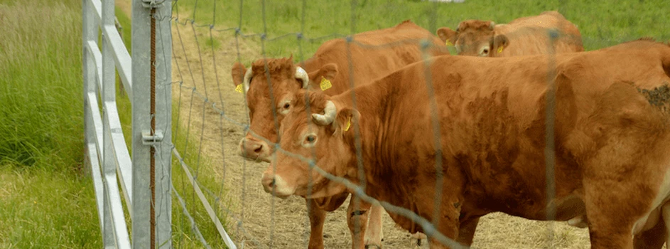 Modernizacja gospodarstw rolnych – pomoc dla hodowców bydła mlecznego i mięsnego
