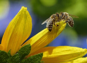Kolejna Europejska Inicjatywa Obywatelska – oprócz pszczół chcą ratować rolników!