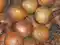 Wsparcie dla producentów cebuli, kapusty i jabłek
